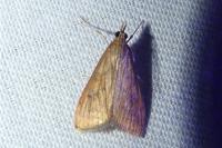 Udea ferrugalis