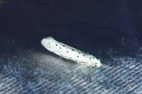 Yponomeuta
