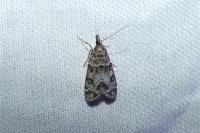 Eudonia mercurella