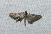 Gymnoscelis rufifasciata