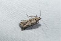 Pempelia genistella