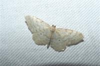Idaea fuscovenosa