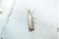 Chrysoteuchia culmella