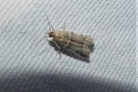 Vitula biviella