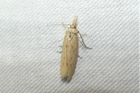 Ematheudes punctella