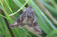 Autographa gamma