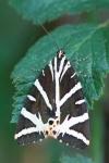 Euplagia quadripunctaria