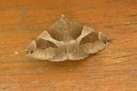 Dysgonia algira