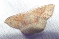 Cyclophora porata