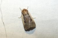 Ochropleura plecta