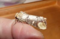 Phalera bucephala