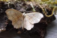 Idaea emarginata