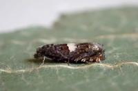 Epiblema
