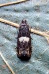 Epiblema