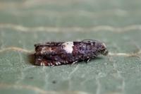 Epiblema