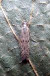 Phycitodes