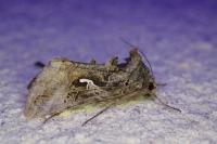 Autographa gamma