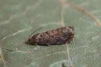 Grapholita janthinana