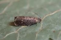 Grapholita janthinana