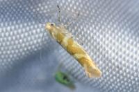 Argyresthia goedartella