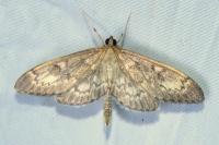 Anania lancealis