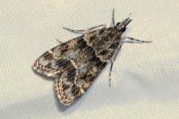 Eudonia mercurella