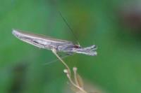 Pleurota aristella