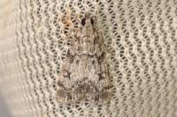 Scoparia
