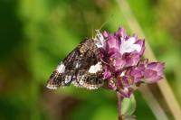 Tyta luctuosa