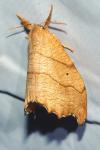 Falcaria lacertinaria