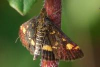 Pyrausta aurata