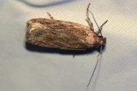Depressaria daucella