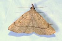Paracolax tristalis