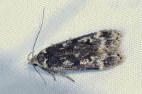 Anacampsis blattariella/populella