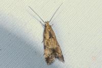 Brachmia blandella