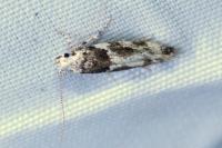Recurvaria nanella