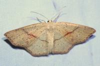 Cyclophora punctaria