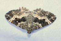 Epirrhoe alternata