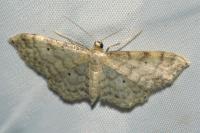 Idaea fuscovenosa