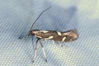 Calybites phasianipennella
