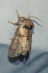 Drymonia velitaris