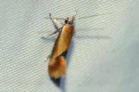 Batia lunaris