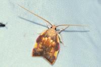 Carcina quercana