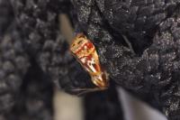 Acrobasis porphyrella