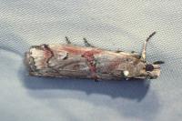 Pempelia palumbella