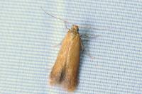 Tischeria