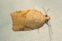 Acleris ferrugana/notana