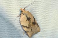Acleris ferrugana/notana