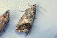 Cydia splendana