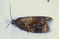 Ditula angustiorana